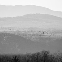Arrival of the Geese.jpg