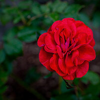 080708_mk3_6641.jpg