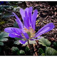 CF-Anemone.jpg