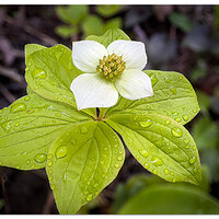 CF-DogwoodBBerry.jpg