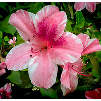 Rhododendron