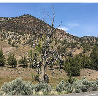 Shoe Tree