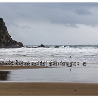 WW-OWSPGulls.jpg