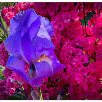 Streetside Boquet
