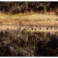 WW-RWRDay2Ducks.jpg