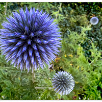 JF-Echinops.jpg