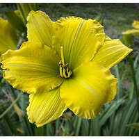 JF-DayLily.jpg