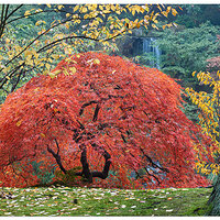 PJG-JMapleHeavenlyFalls.jpg