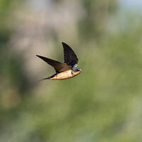 LRCC_sRGB_FW_TAP12250-CR3_DxO_DeepPRIME.jpg