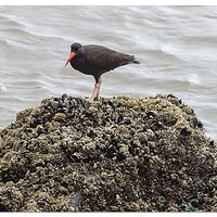 WW-CannonBeachOysterCatcher.jpg