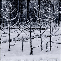 _B4C2174-Antlers4SQRCropFB.jpg
