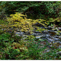 BeaverCreekFallsTrail110322.jpg