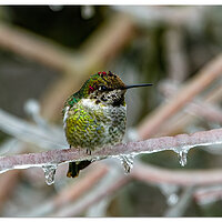 IcyHummer122422.jpg