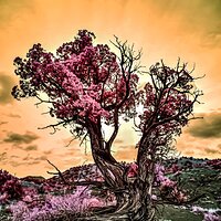 Juniper_Color-1