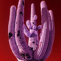 saguaro_national_park_02152023-1