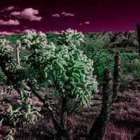 saguaro_national_park_02152023-5