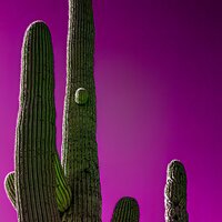 saguaro_national_park_02152023-4