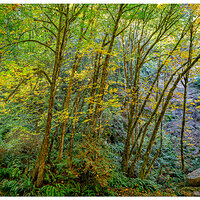 TC-FallInTheMaples.jpg