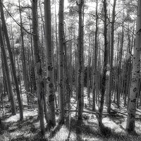 aspen_mist