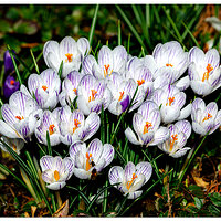 S23-WPCrocus.jpg