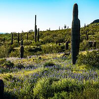 picacho_peak_031823-4