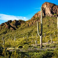 picacho_peak_031823-5