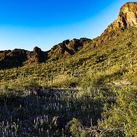 picacho_peak_031823-12