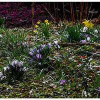 BB-BackyardMeadow.jpg