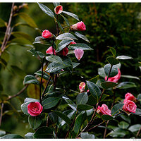 BB-Camelia2.jpg
