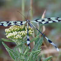 7D2_6871.jpg