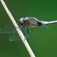 7D2_7897.jpg