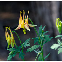 BB-YColumbine051523.jpg