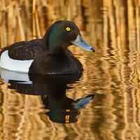 7D2_6583_2.jpg