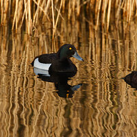7D2_6583-2.jpg