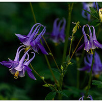 BB-PColumbine052023.jpg