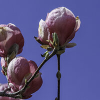 _SDI3889 S1-CR kopie.jpg