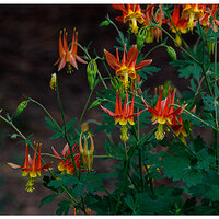 BB-TorchColumbines052723.jpg