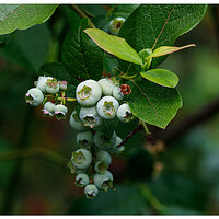 BB-BBerries.jpg