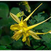 BB-GoldenColumbines.jpg