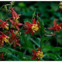 BB-RedColumbines.jpg