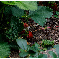 BB-SBerries.jpg