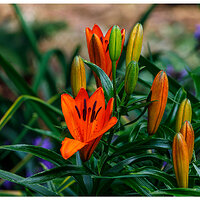 BB-DayLily061023.jpg