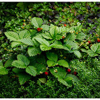 BB-BerryThyme.jpg