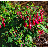 BB-FyardFuschiaS23.jpg