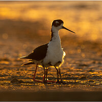 OZA08096stiltsBabiesFB.jpg