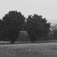 _1001337_cropped.jpg