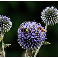 WW-BeeBumblerEchinops.jpg