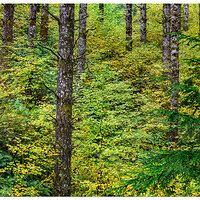 SNF-ForestFall110122.jpg