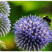 WW-BeeBumblerEchinops2.jpg