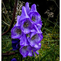 15P_MonksHood092423.jpg